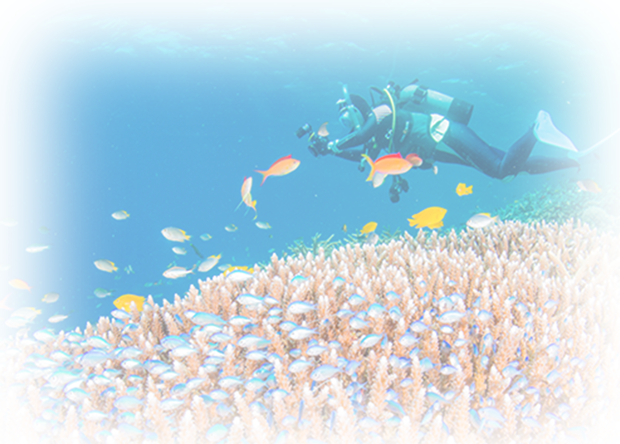呼吸する新素材 琉球の珊瑚